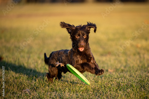 Dog Catches frisbee runs fast in field