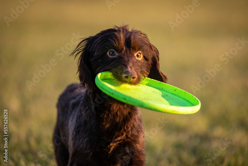Dog Catches frisbee runs fast in field