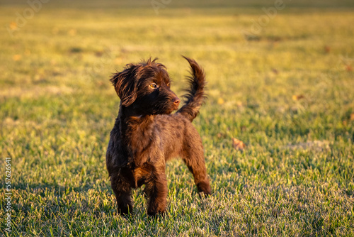 Dog Catches frisbee runs fast in field