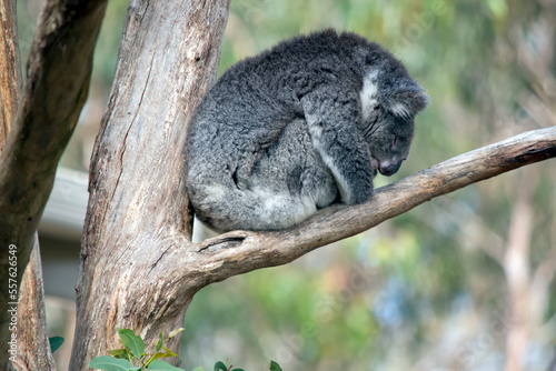 Fototapeta Naklejka Na Ścianę i Meble -  the koala has grey fur on its body a white chest and white ears and a big black nose