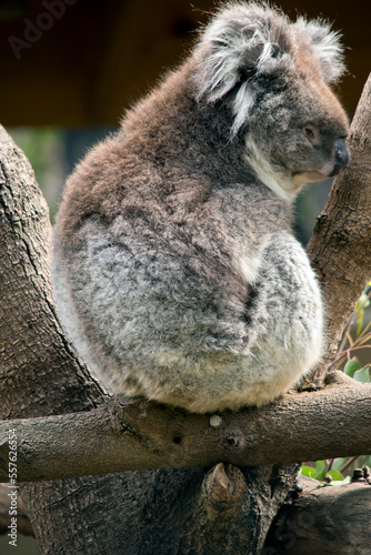Fototapeta Naklejka Na Ścianę i Meble -  the koala is resting in the fork of a tree