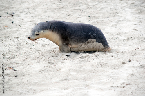 the sea lion pup is on the beach at seal bay