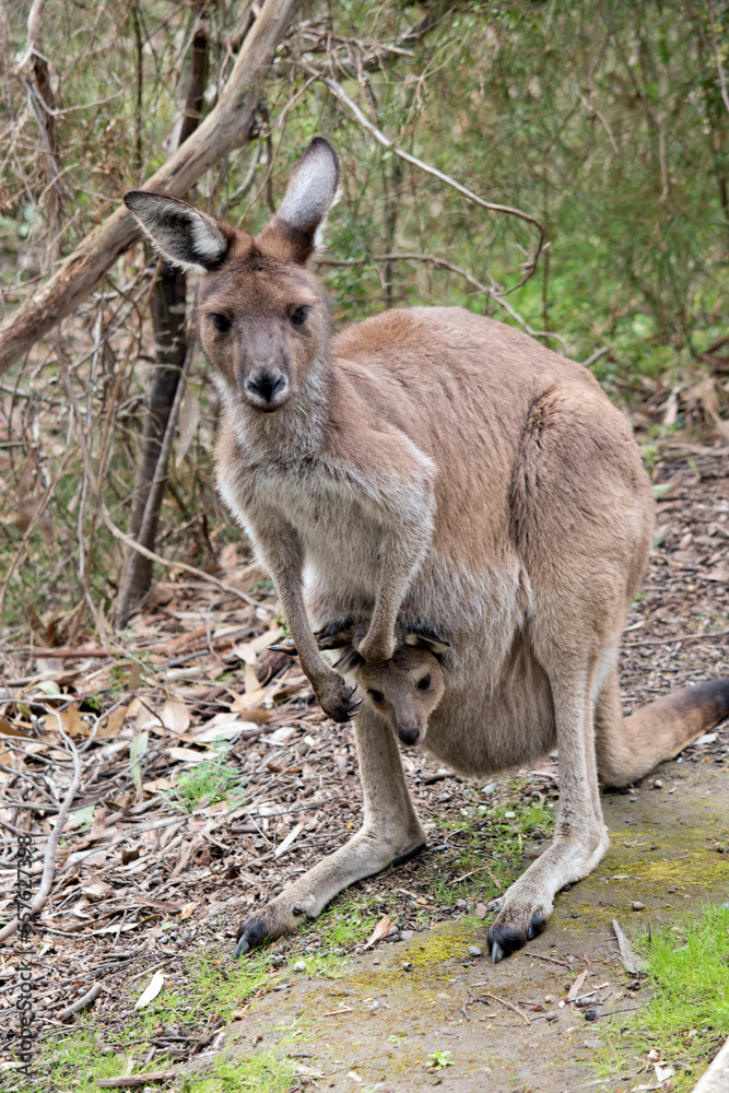 the westen grey kangaroo is mainly brown with a white chest and long tail the westen grey kangaroo is mainly brown with a white chest and long tail