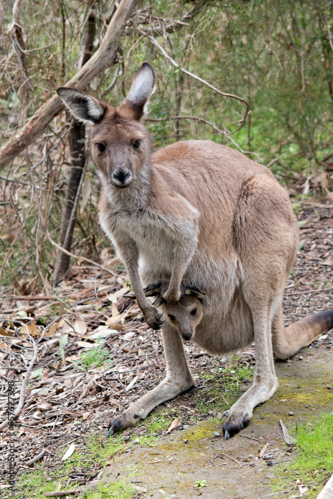 the westen grey kangaroo is mainly brown with a white chest and long tail