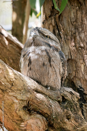 the tawny frogmouth hides in plain sight looking like part of the tree