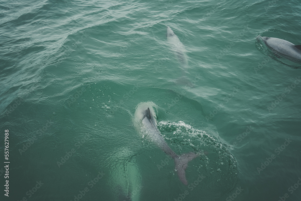 Naklejka premium Dolphin pod playing in the green water