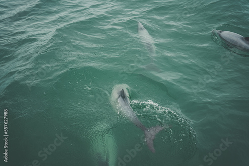 Dolphin pod playing in the green water