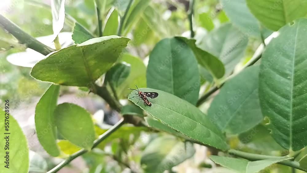 A bee on a lime leaf A bee on a lime leaf