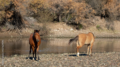 Young bay and mature dun wild horse mares next to Salt River near Mesa Arizona United States