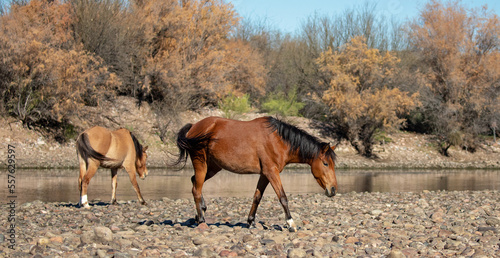 Photography Bay and dun wild horse mares swishing tails while walking next to Salt River nea