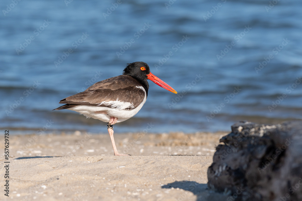 An American Oystercatcher standing on one leg in front of a piece of driftwood on Assateague Island in Chincoteague National Wildlife Refuge, Virginia. An American Oystercatcher standing on one leg in front of a piece of driftwood on Assateague Island in Chincoteague National Wildlife Refuge, Virginia.