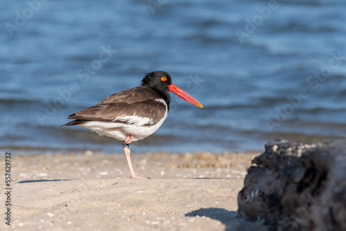 An American Oystercatcher standing on one leg in front of a piece of driftwood on Assateague Island in Chincoteague National Wildlife Refuge, Virginia.  © Rose Guinther