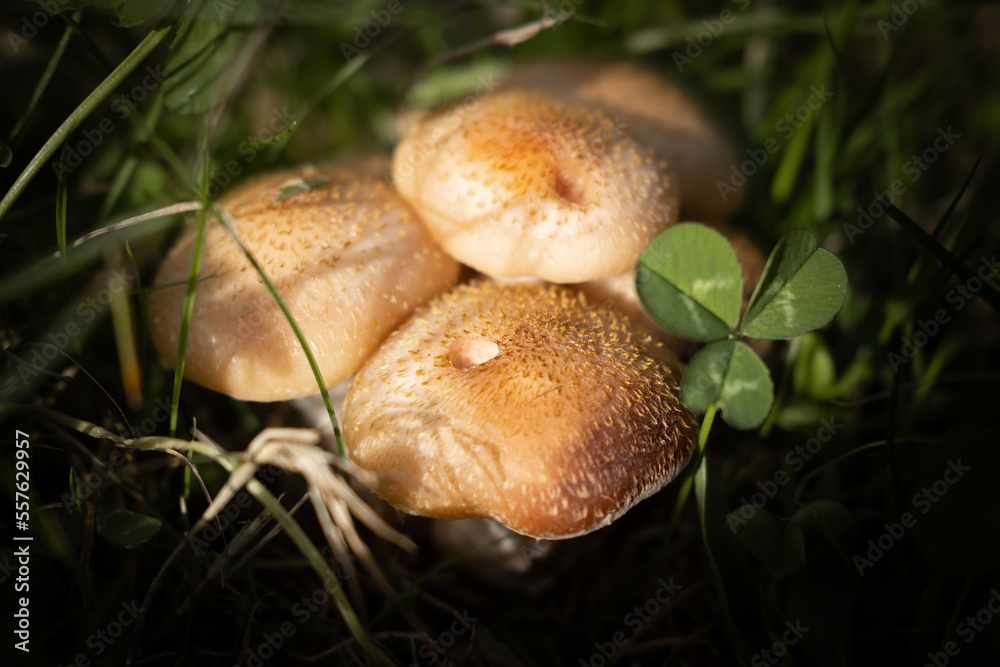 mushrooms in the grass mushrooms in the grass