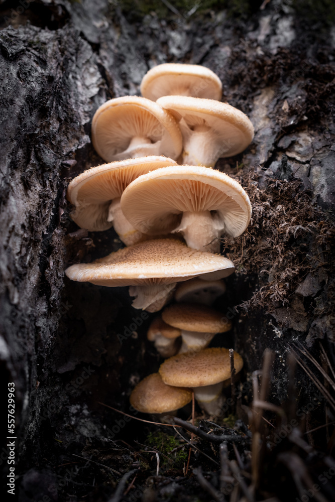 mushrooms on a tree
