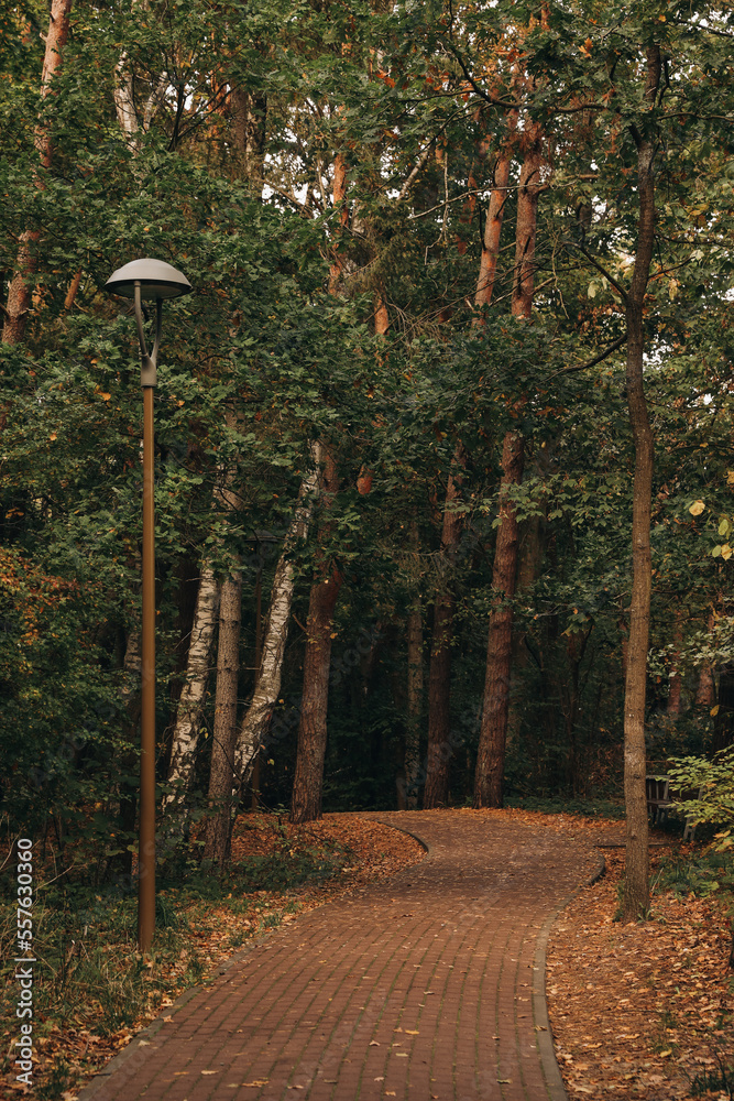 Many beautiful trees and pathway in autumn park Many beautiful trees and pathway in autumn park