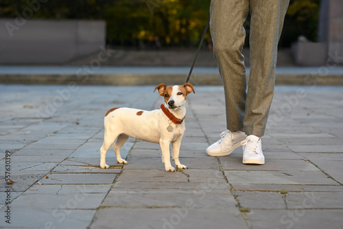 Man with adorable Jack Russell Terrier on city street, closeup. Dog walking