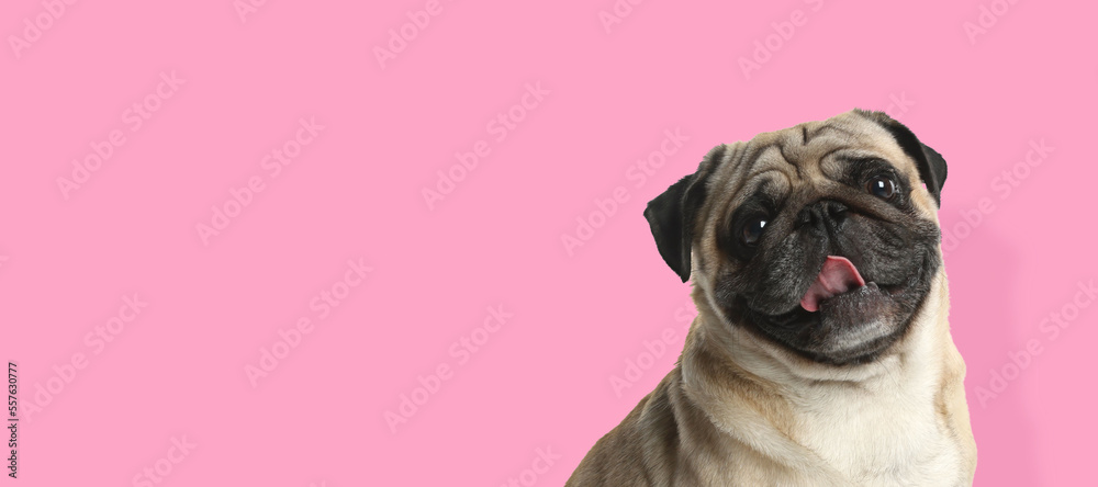 Happy pet. Cute Pug dog smiling on pink background, space for text. Banner design