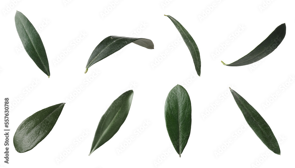 Naklejka premium Set with fresh green olive leaves on white background