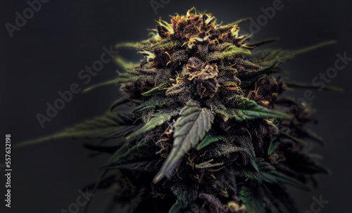 Cannabis - More than the Eye Can See