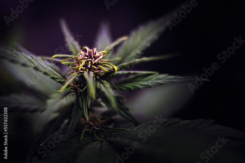 Cannabis - More than the Eye Can See