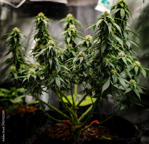 Cannabis - More than the Eye Can See