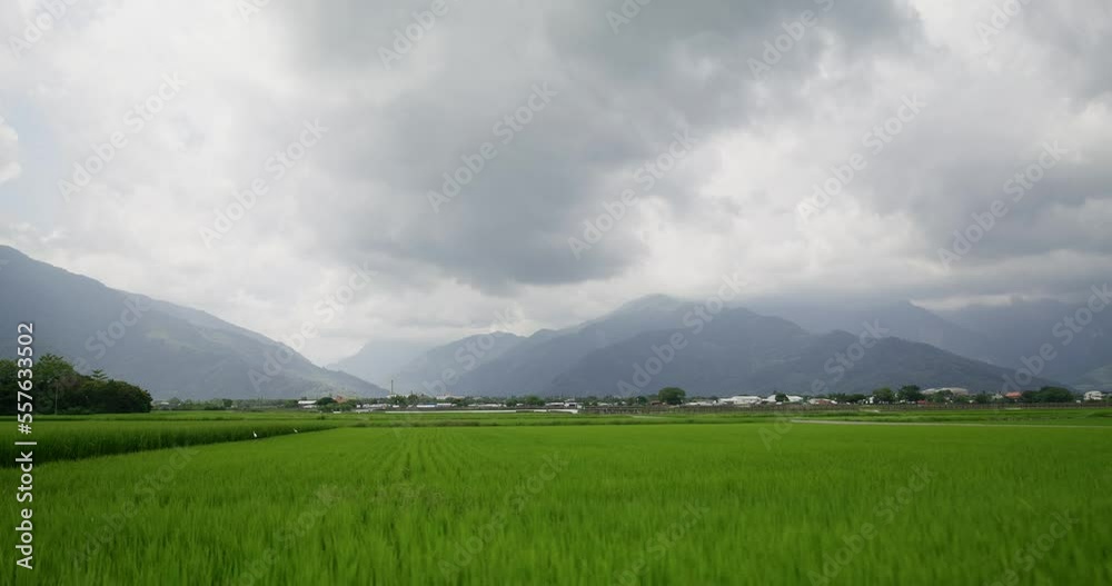 Paddy rice field in Chishang of Taitung at Taiwan Paddy rice field in Chishang of Taitung at Taiwan