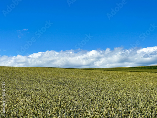 Clear summer sky and fields
