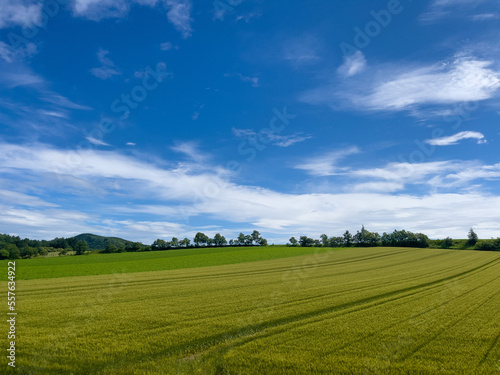 green field and blue sky © 多田 智