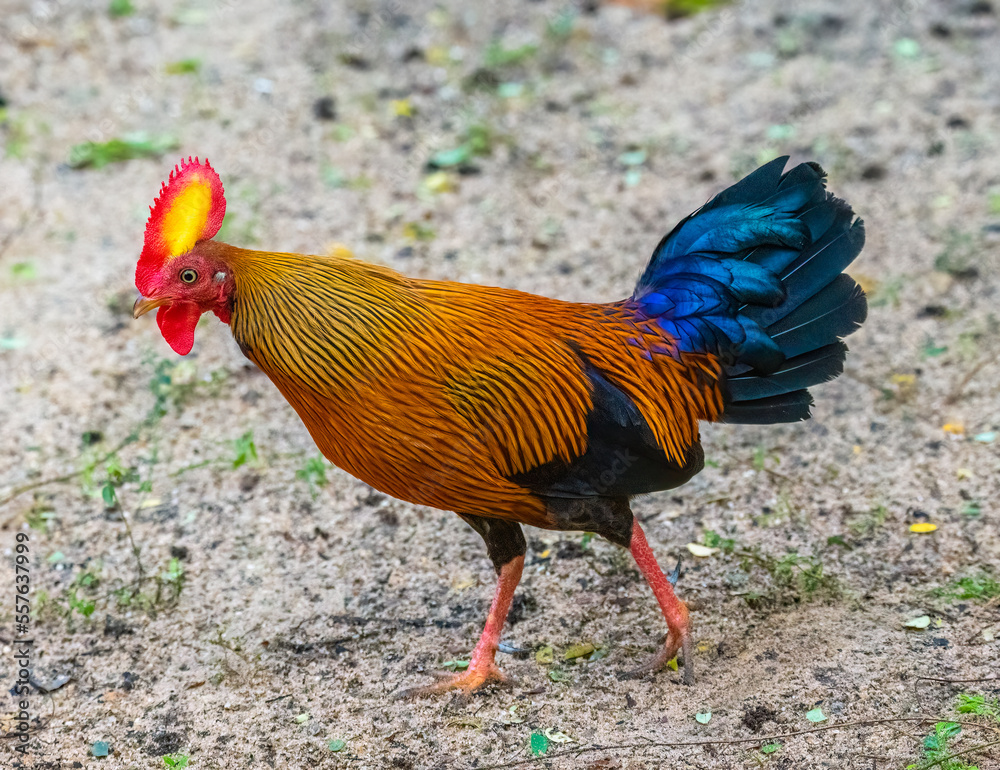 Fototapeta premium Jungle fowl cock - Sri Lanka's national bird