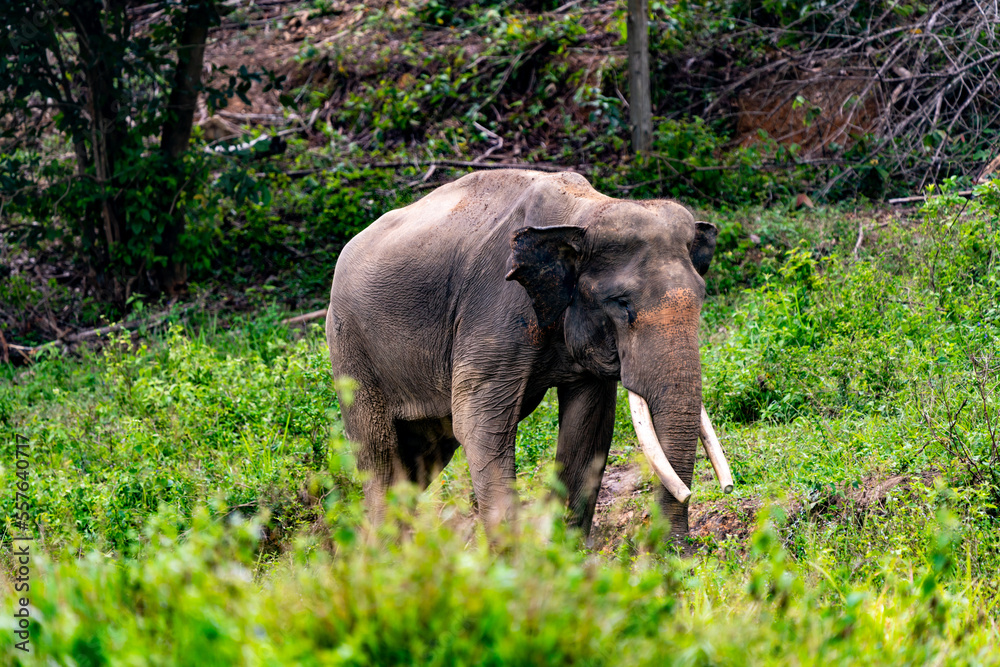 Fototapeta premium Indian Elephant Elephas maximus ssp. indicus