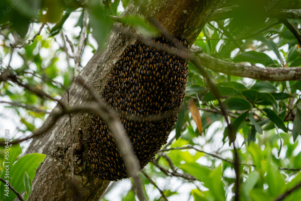 Giant Honey Bee Apis dorsata Giant Honey Bee Apis dorsata