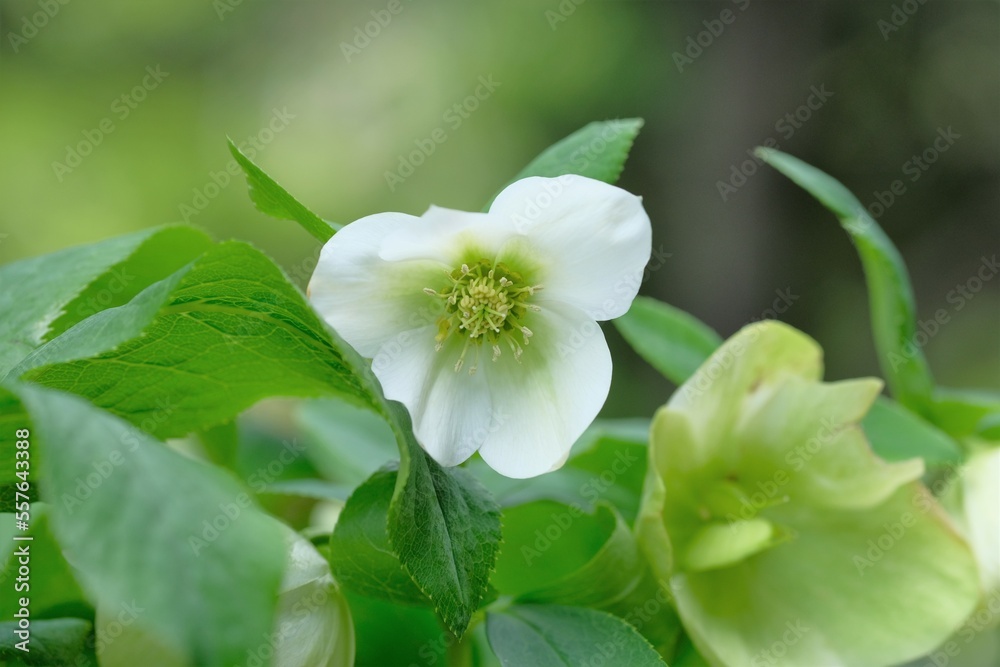 Obraz premium white christmas rose in full blooming