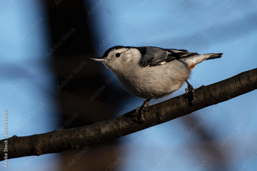 Obraz premium White-breasted nuthatch