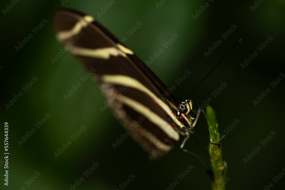 Obraz premium Zebra Longwing Butterfly