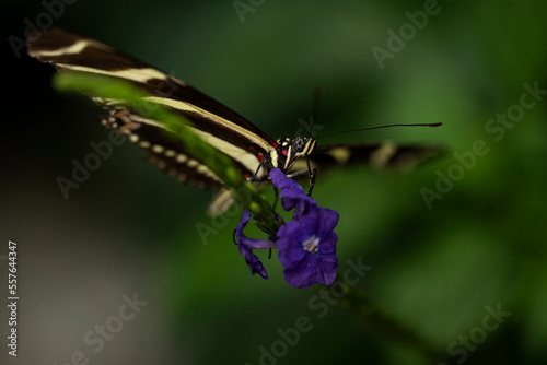 Zebra Longwing Butterfly © J.T. Lewis