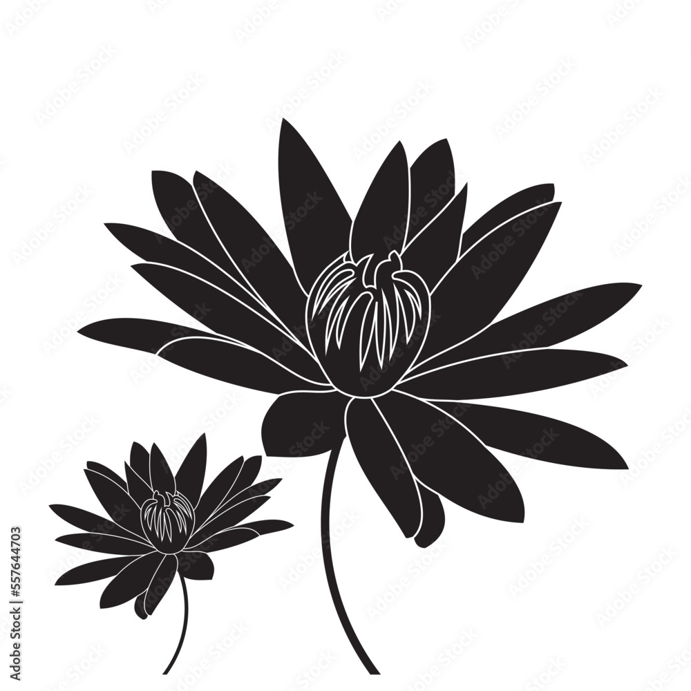 Fototapeta premium Luxurious black and white lotus flowers, suitable for use in all fields related to nature, especially plants