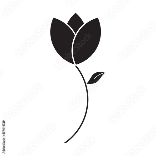 Luxurious black and white tulip flower, suitable for use in all fields related to nature, especially plants #557644729