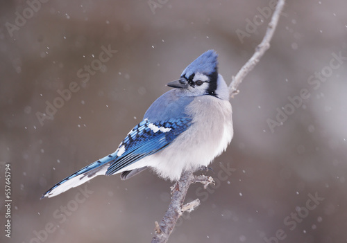 A blue jay on  a perch standing siseways and looking over its shoulder with snow falling © Donna Feledichuk