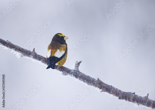 An evening grosbeak sitting on a snowy branch viewed from behind and looking to the side