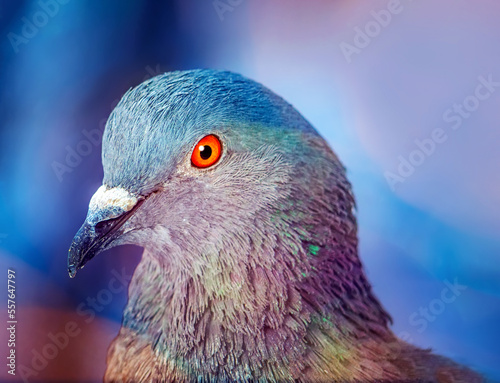 Head of dove against colorful blurred background. Selective focus, close-up