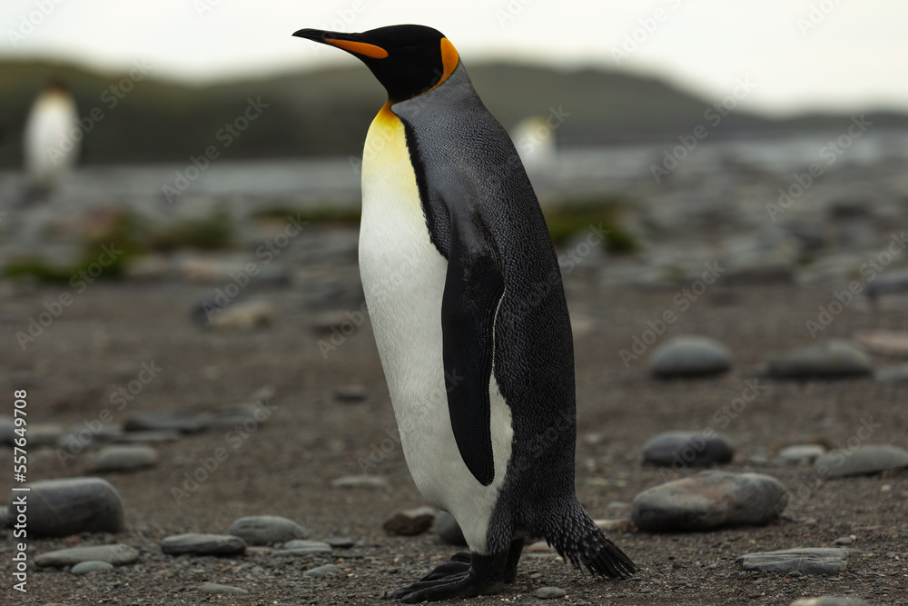Fototapeta premium A single King Penguin (Aptenodytes patagonicus) in Antarctica walking along a rocky foreshore.