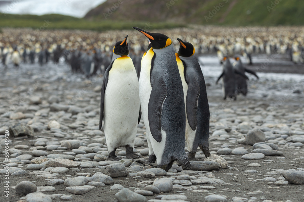 Fototapeta premium King Penguins (Aptenodytes patagonicus) in Antarctica standing on a rocky foreshore with a glacier in the background.