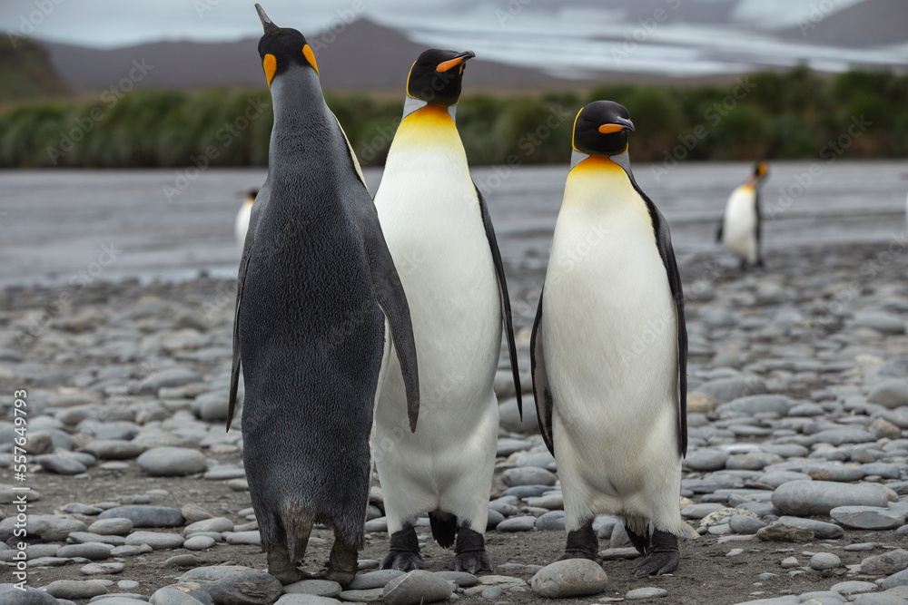 Fototapeta premium King Penguins (Aptenodytes patagonicus) in Antarctica standing on a rocky foreshore with a glacier in the background.