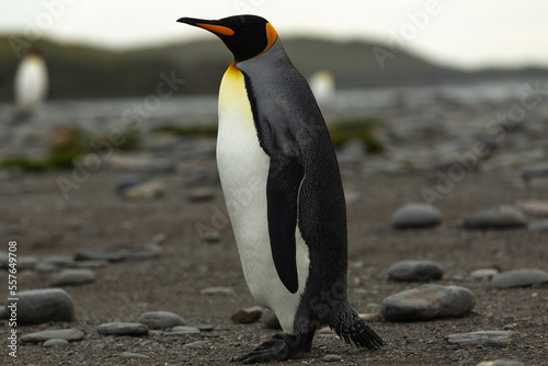 A single King Penguin  Aptenodytes patagonicus  in Antarctica walking along a rocky foreshore.