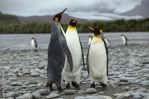 King Penguins (Aptenodytes patagonicus) in Antarctica standing on a rocky foreshore with a glacier in the background.