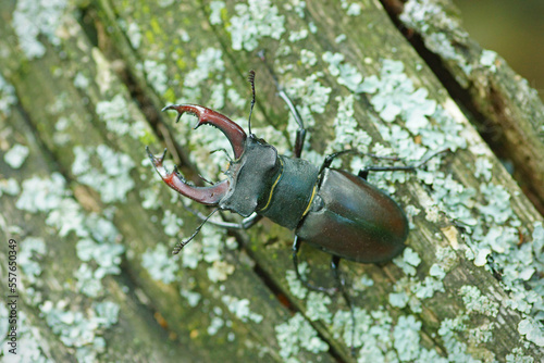 The stag beetle sitting on the log