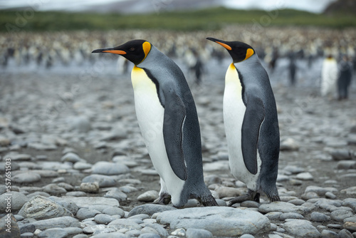 A King Penguin  Aptenodytes patagonicus  colony on the island of South Georgia. 