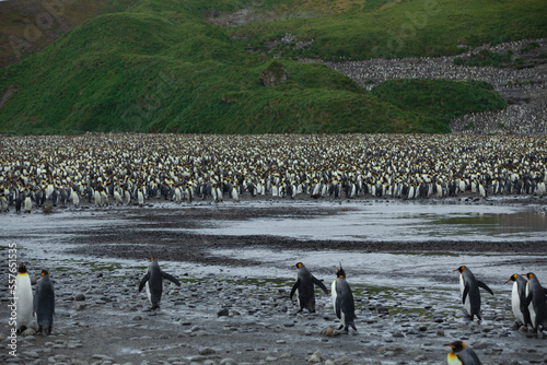 A King Penguin (Aptenodytes patagonicus) colony on the island of South Georgia. 