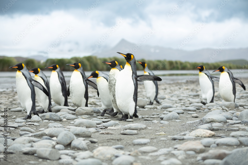 Fototapeta premium King Penguins (Aptenodytes patagonicus) in Antarctica walking along a rocky foreshore.