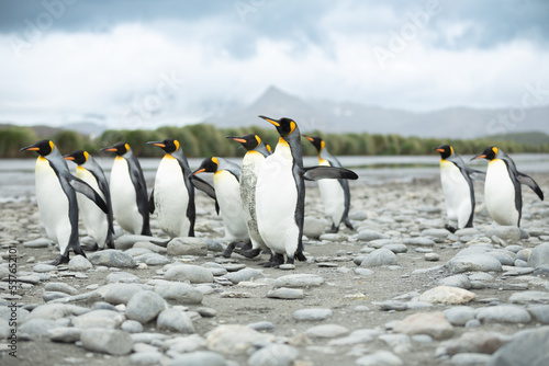 King Penguins  Aptenodytes patagonicus  in Antarctica walking along a rocky foreshore.